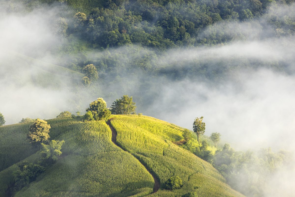 Ilam's Tea Gardens: Nepal's Most Unexpected Luxury and the Hills That Taste Like Darjeeling