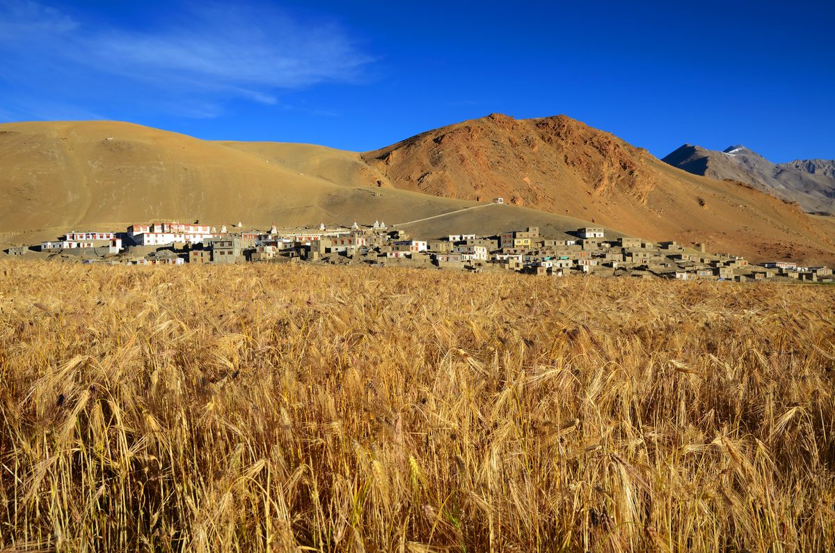 The Limi Valley Luxury Trek: Nepal's Last Tibetan Kingdom and the Most Remote Journey We Design