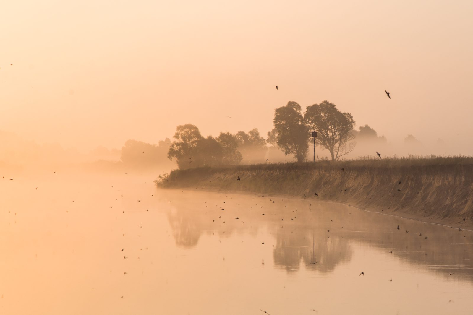 The Nepal Luxury Birdwatching Tour: 900 Species, the Koshi Wetlands, and the Quietest Safari in the Himalayas